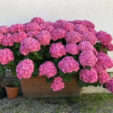 Dahlia Alojamento de Acomodação e Pequeno-almoço Backnang