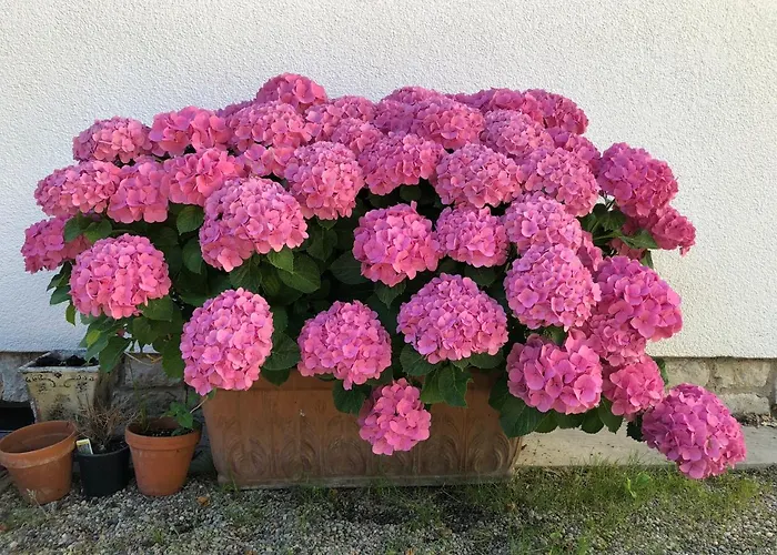 Dahlia B&B 바크낭